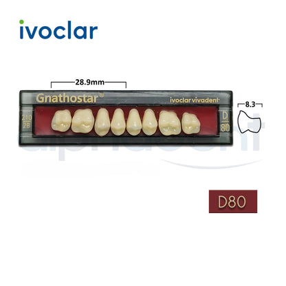 Gnathostar® 1 X 8 Posterior Resin Denture Teeth