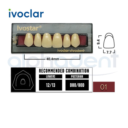 Ivostar® 1 X 6 Anterior Resin Teeth (510, 530)