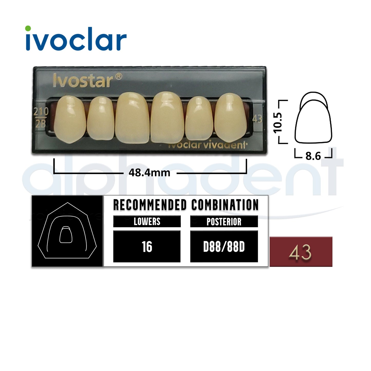 Ivostar® 1 X 6 Anterior Resin Teeth (510, 530)